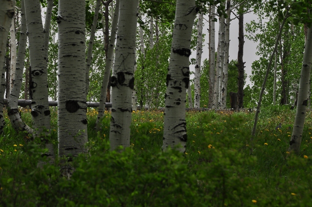 Big Al Trail of aspens